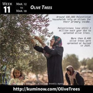 Week 11: Olive Trees Newsletter